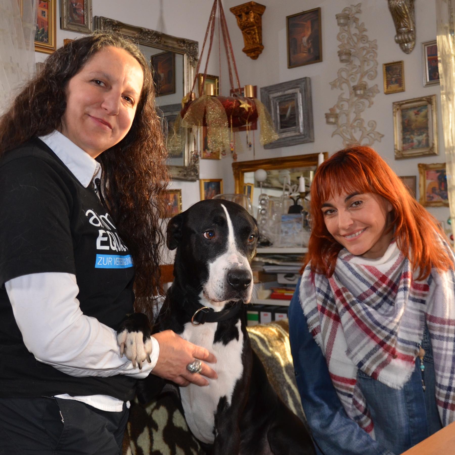 Diana Listenhunde VOX DOCMA TV Diana Listenhunde VOX DOCMA TV