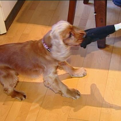 thgelsenkirchen hund banja thgelsenkirchen hund banja