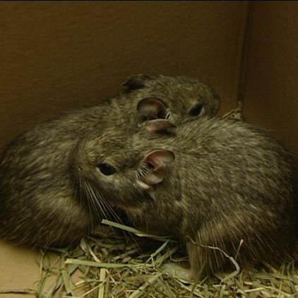 vorschau degu paerchen vorschau degu paerchen