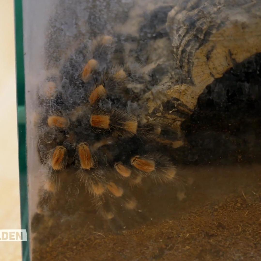 Gut, dass dieses Krabbeltier gefunden wurde und gut verschlossen in seinem Terrarium sitzt. Gut, dass dieses Krabbeltier gefunden wurde und gut verschlossen in seinem Terrarium sitzt.