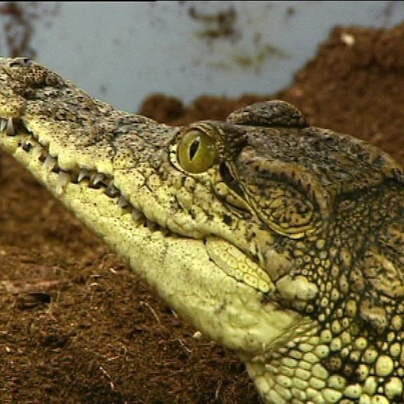 tiereinnot a nilkrokodile