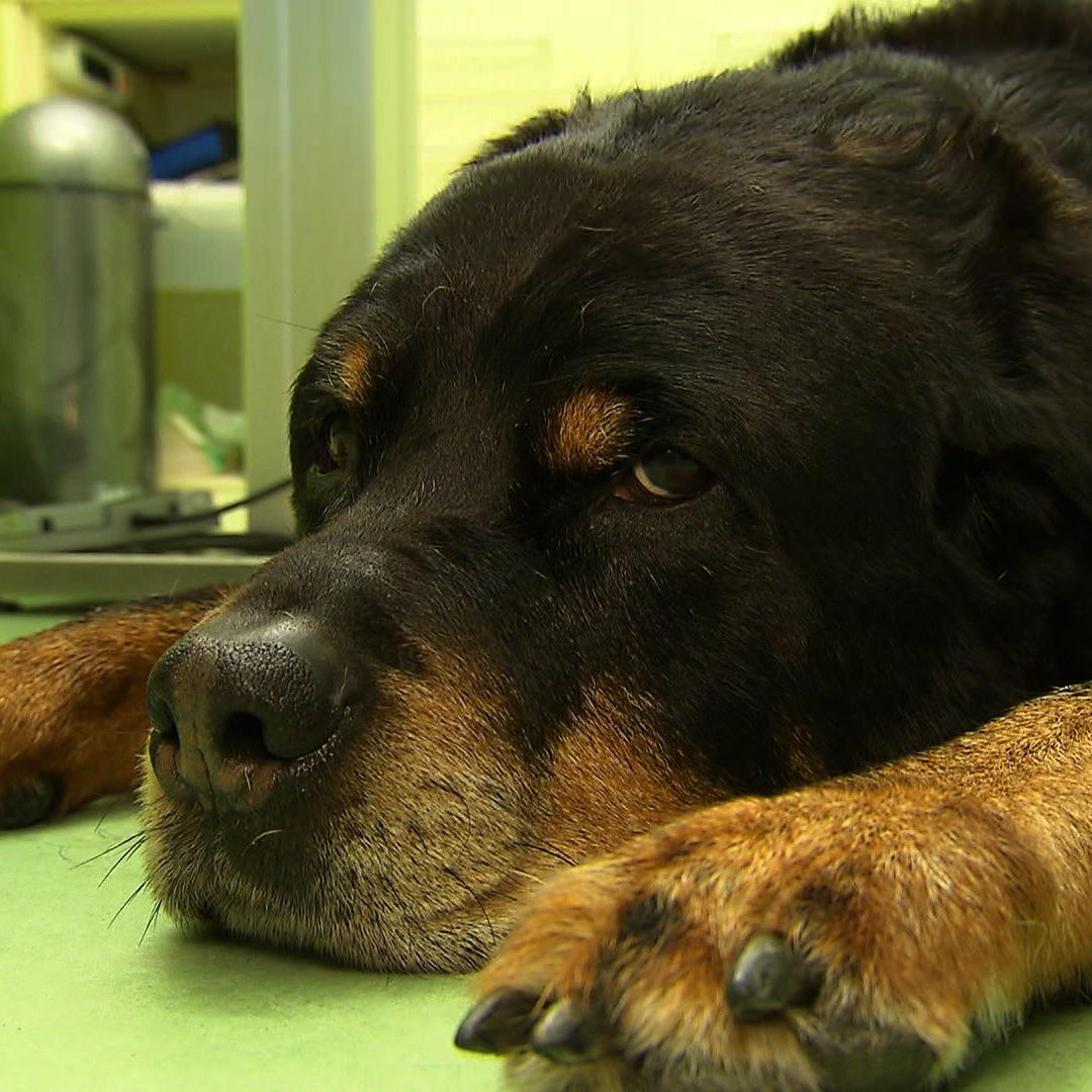 tn frankfurt rottweiler tumor