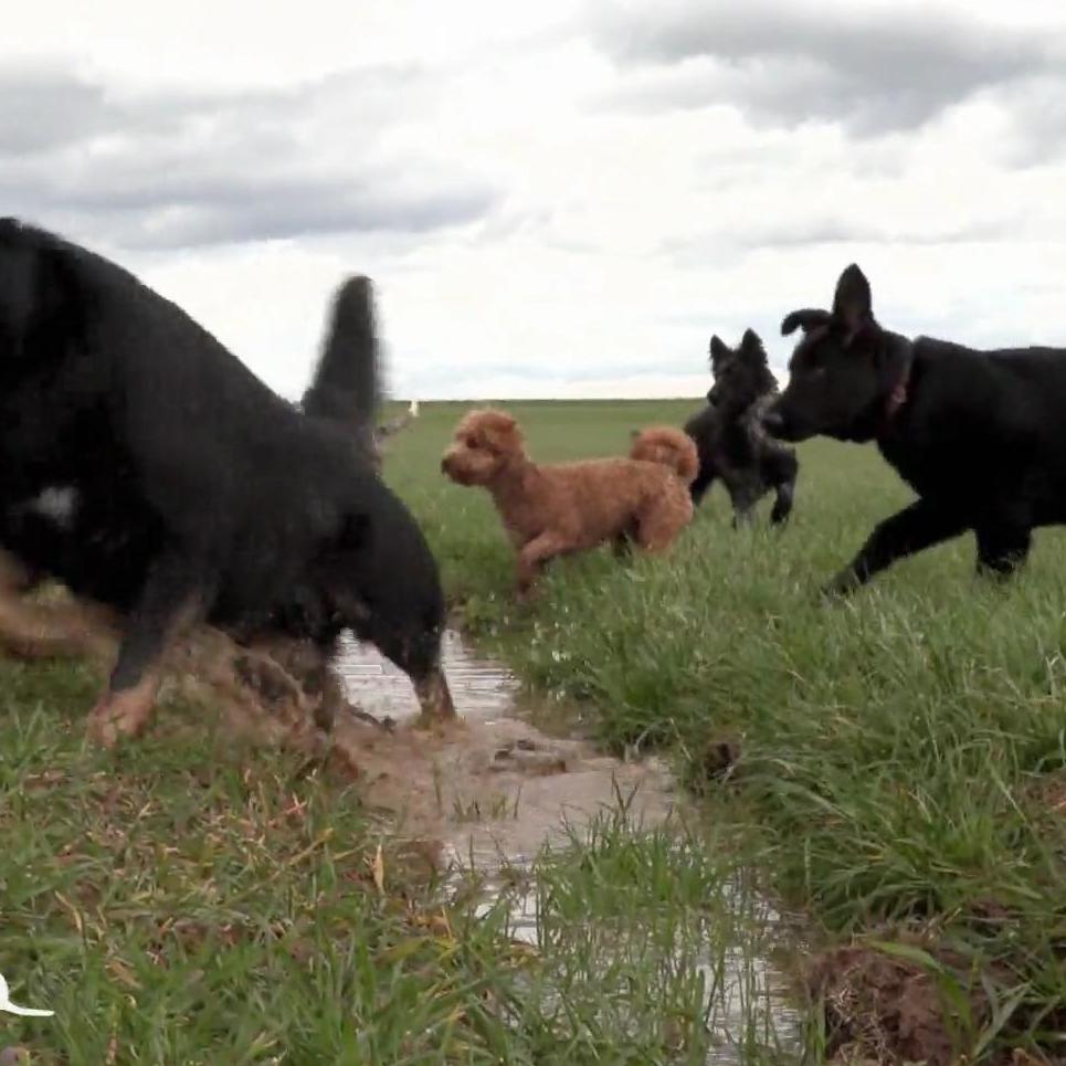 Laufen, herumtollen, miteinander interagieren - Hundetrainerin Katrin Scholz sorgt dafür, dass ihre vierbeinigen Schützlinge ein richtig schönes Leben haben!