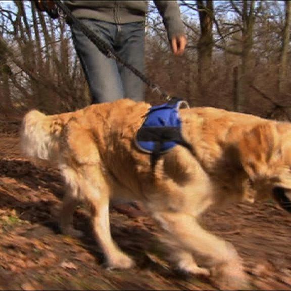 Hund an der Leine im Wald Close Hund an der Leine im Wald Close