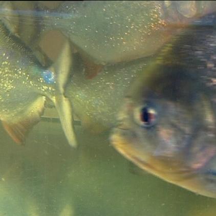 tiergeschichten3 a2 tiergeschichten3 a2