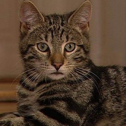 Katzentherapeutin 1 - Jungkater Balthasar Katzentherapeutin 1 - Jungkater Balthasar
