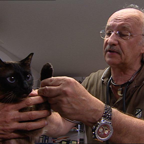 Sprechstunde1 - Katze mit Pfotenvertzung Sprechstunde1 - Katze mit Pfotenvertzung
