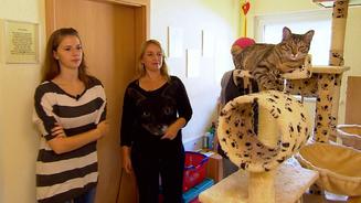 Katze Alina ist nicht stubenrein