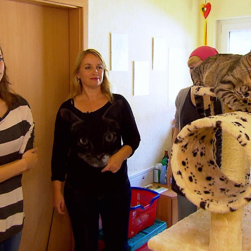 TG3 - Dexel Pinkelkatze. VOX - Katzenexpertin Birga Dexel zu Besuch bei Familie Heinrich. Wird sie Alia stubenrein bekommenFRAGEZEICHEN TG3 - Dexel Pinkelkatze. VOX - Katzenexpertin Birga Dexel zu Besuch bei Familie Heinrich. Wird sie Alia stubenrein bekommenFRAGEZEICHEN