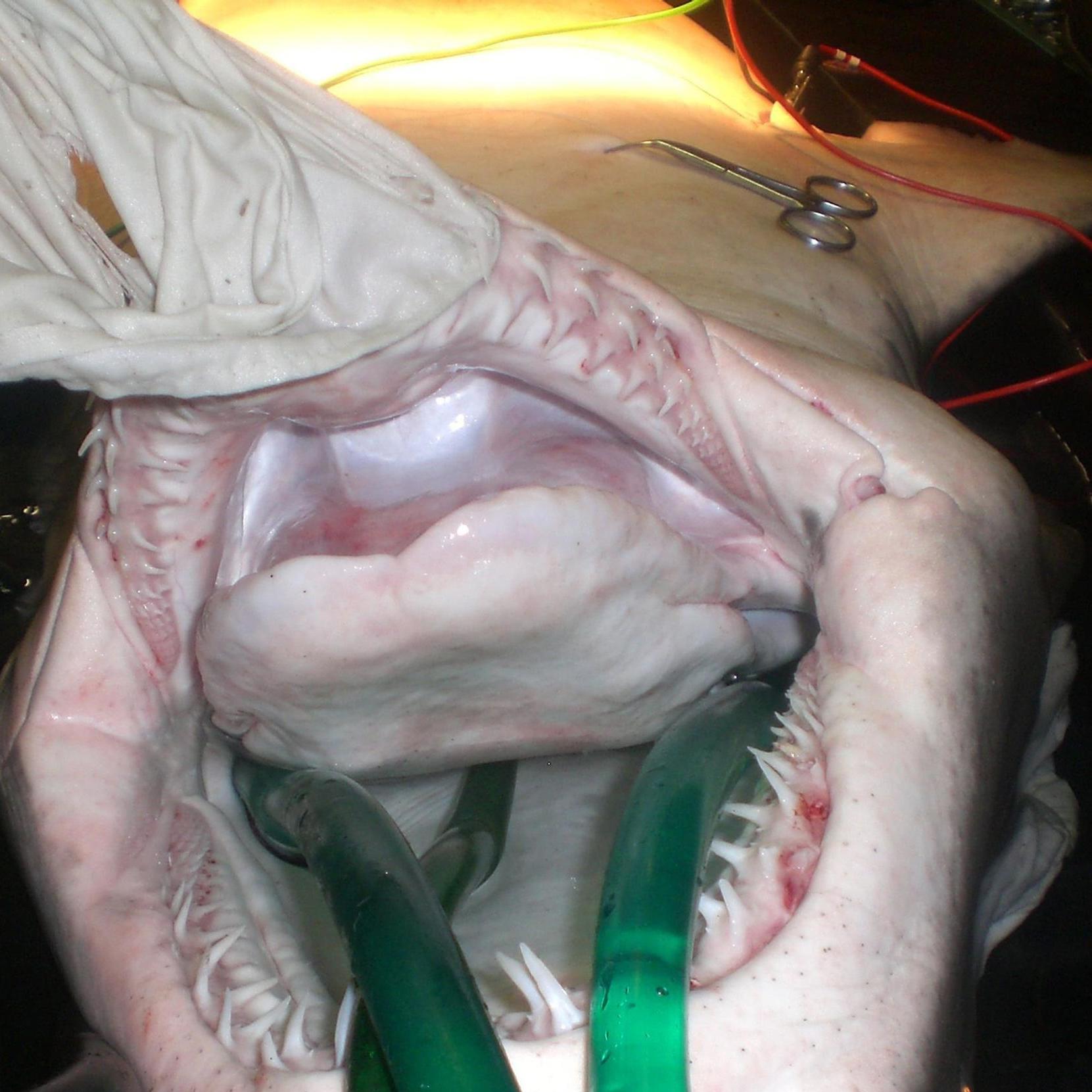 mtd 6.jpg mtd 6.jpg