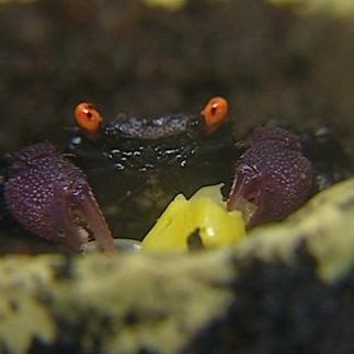 tiergeschichten7 tiergeschichten7
