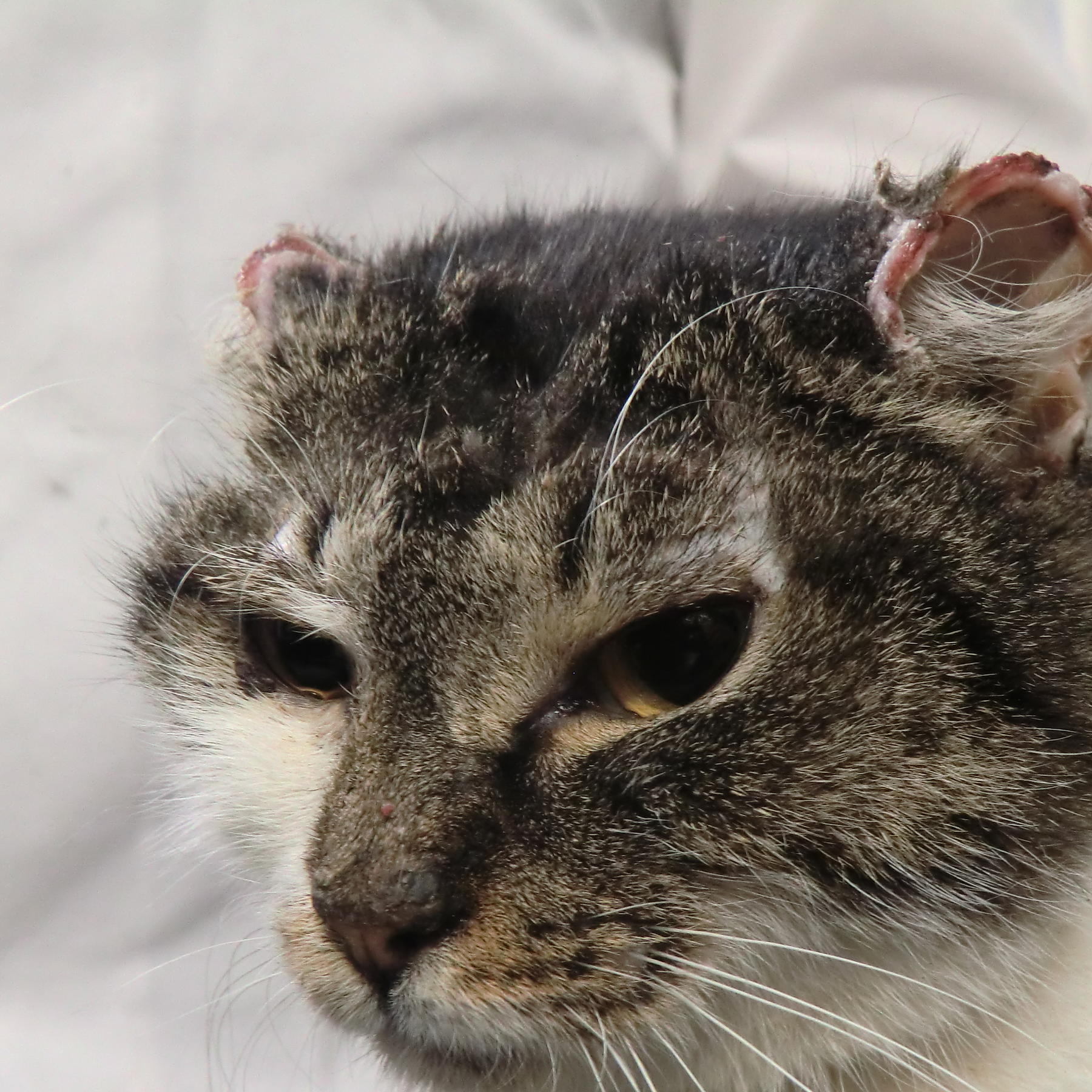 Tiergeschichten3 - Katze Phoenix Tiergeschichten3 - Katze Phoenix
