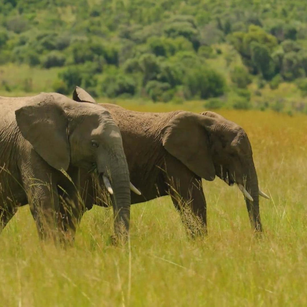 Was für ein majestätischer Anblick! Auf ihrer Safari entdecken Motsi Mabuse und Anni Dunkelmann ein paar Elefanten. Was für ein majestätischer Anblick! Auf ihrer Safari entdecken Motsi Mabuse und Anni Dunkelmann ein paar Elefanten.