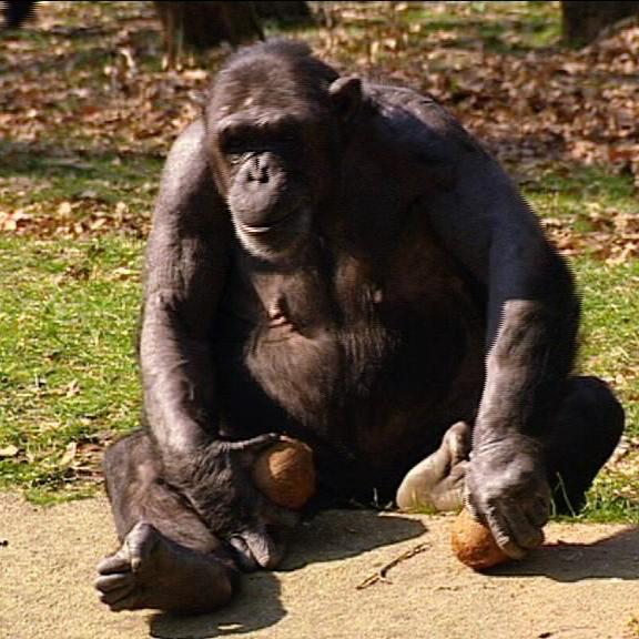 ort2 fall 2 burgers zoo arnheim ort2 fall 2 burgers zoo arnheim