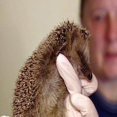 fund igel