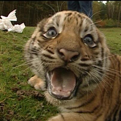 tiger tiger