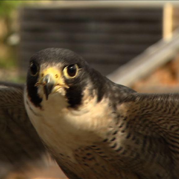 Tiergeschichten2 - Wanderfalke