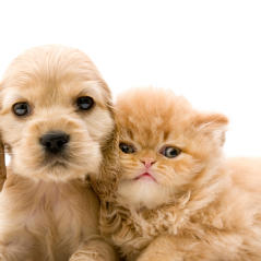 babytiere babytiere
