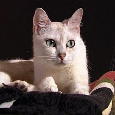 tiergeschichten2 1 tiergeschichten2 1