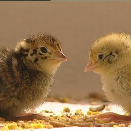 tierlexikon wachtelküken tierlexikon wachtelküken