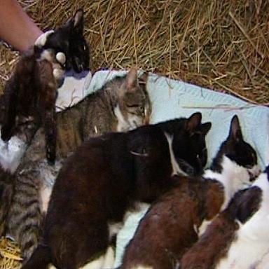 katzen kastration katzen kastration