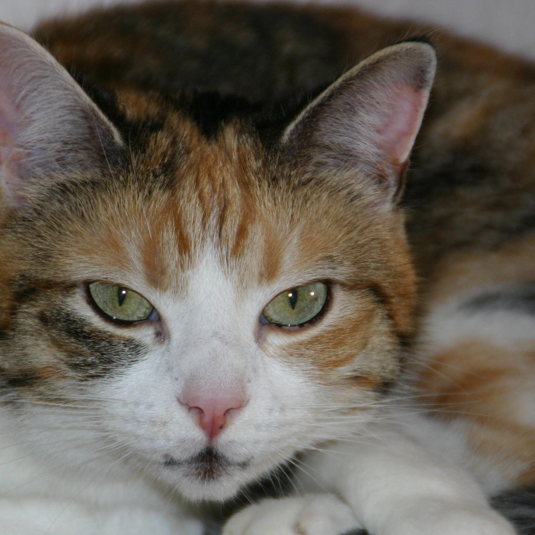 Katzenexpertin - VOX-DOCMA TV-LISA EHL - Katze Kira Katzenexpertin - VOX-DOCMA TV-LISA EHL - Katze Kira