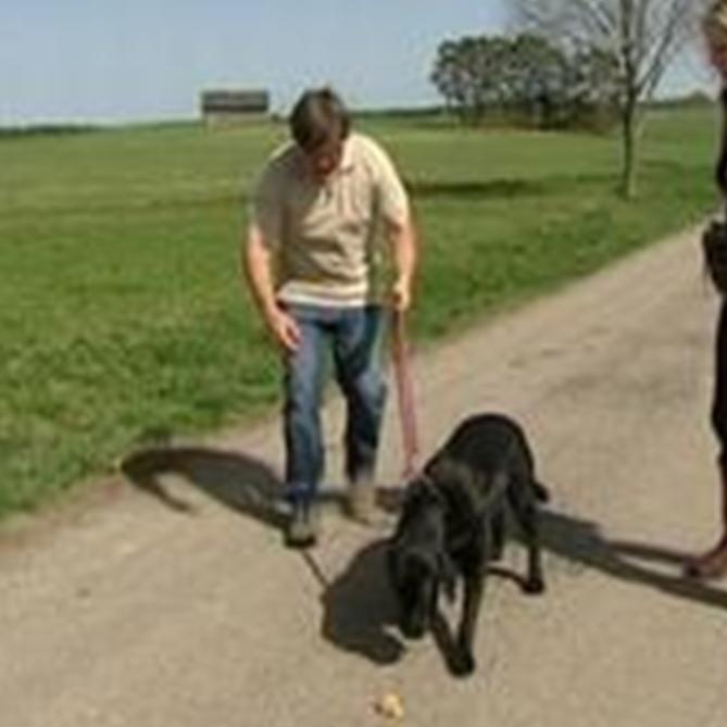 Tiergeschichten2 - Allesfresser Hund Tiergeschichten2 - Allesfresser Hund