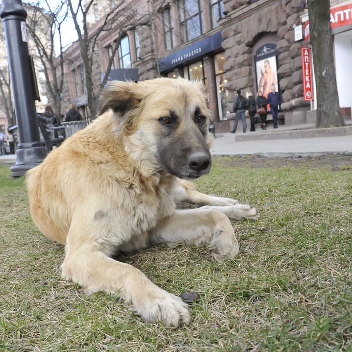 Vorschau2 - Ukraine Straenhund.JPG Vorschau2 - Ukraine Straenhund.JPG