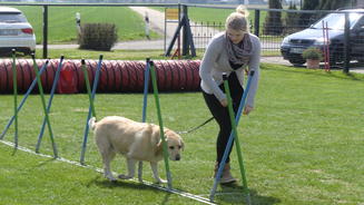 Kleine Hunde mit großem Bewegungsdrang