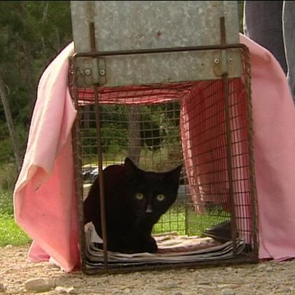 tierschützer mallorca katze in falle sos animal tierschützer mallorca katze in falle sos animal