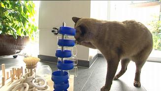 Video: Dr. Wolf unter Raubkatzen