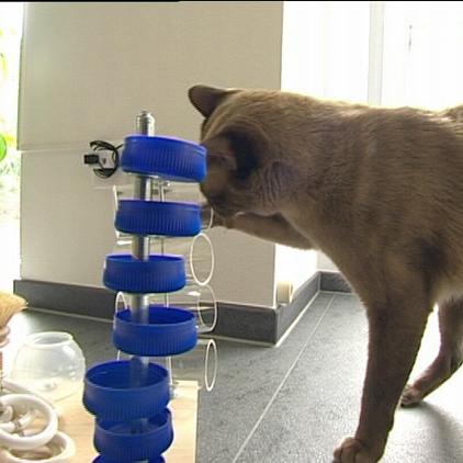 Tiergeschichten2 Katze und Spielzeug Tiergeschichten2 Katze und Spielzeug