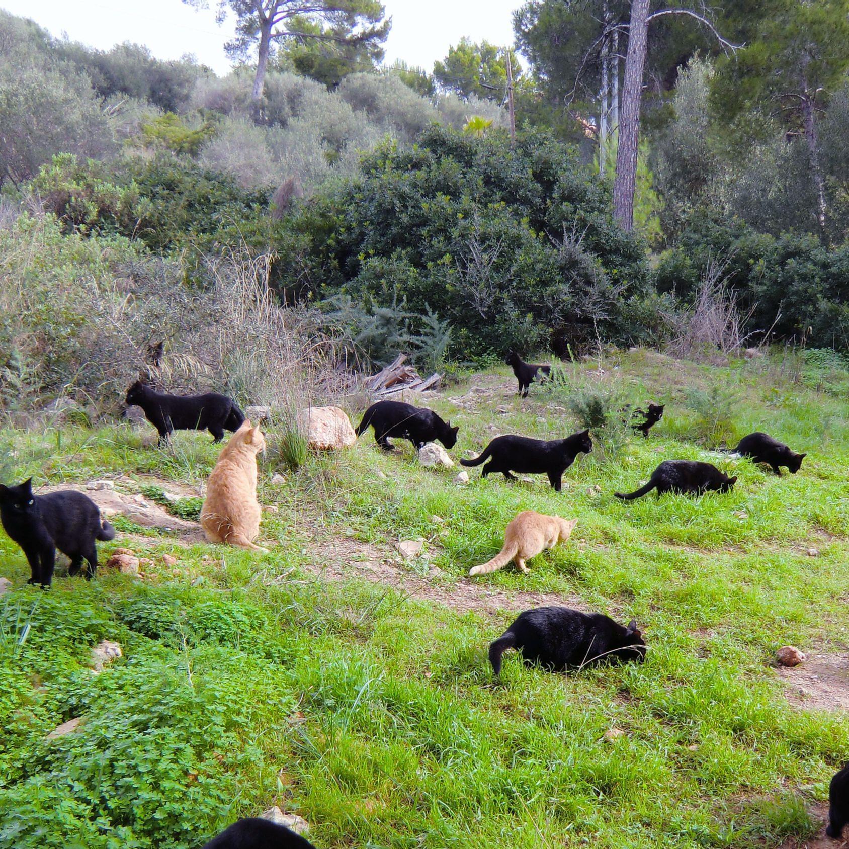 Tierschützer auf Mallorca - SOS Animal 1.jpg Tierschützer auf Mallorca - SOS Animal 1.jpg