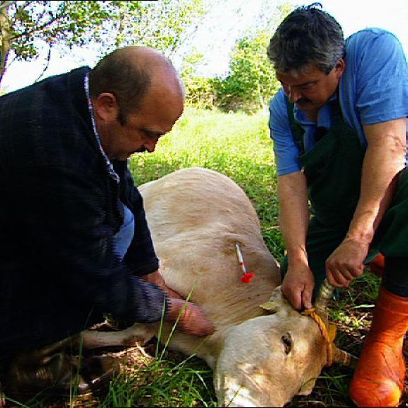 Linke Zebu Linke Zebu