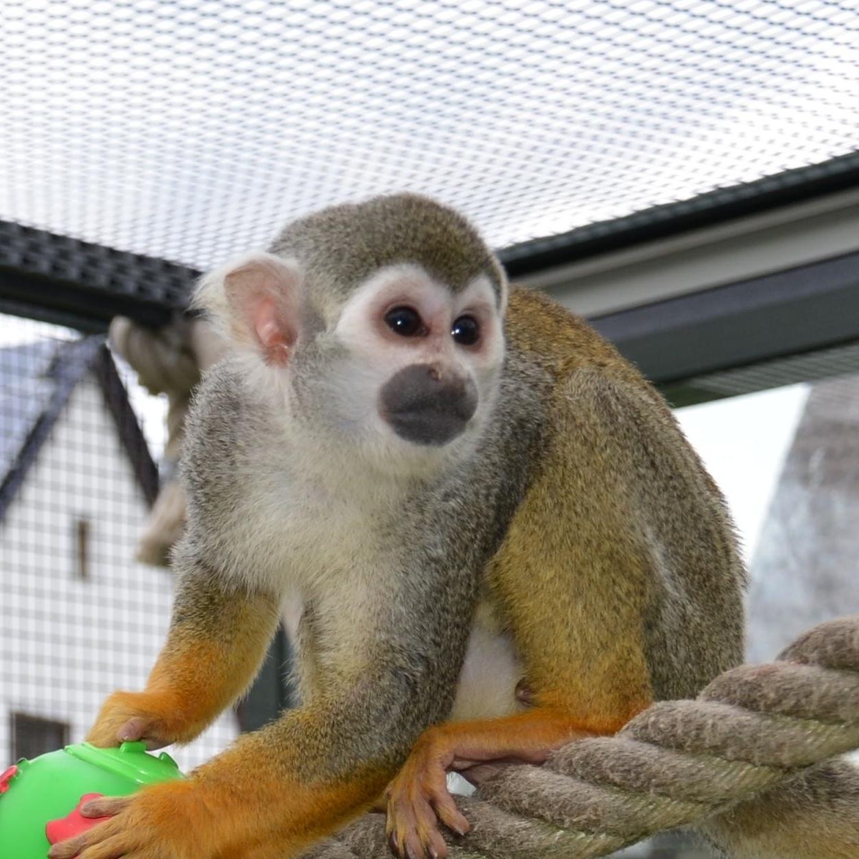 Tiergeschichten 2 Tiergeschichten 2