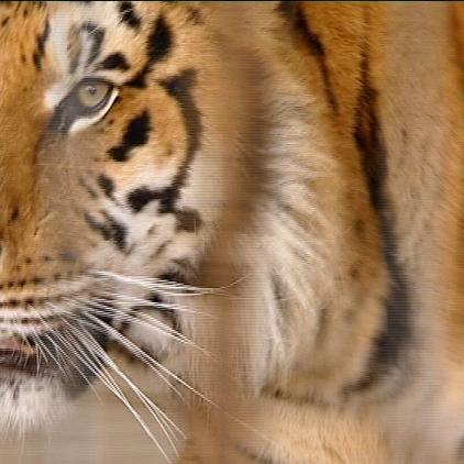 tk gessertshausen tiger kastration tk gessertshausen tiger kastration