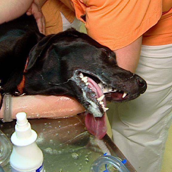 tierklinik haas+link hund tierklinik haas+link hund