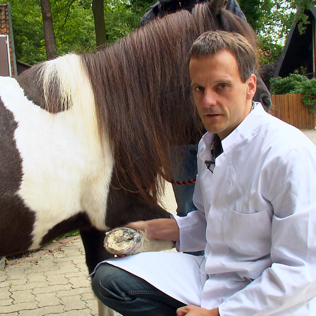 Tierklinik Lollipop VOX Dr. Allmers untersucht Lollipop auf Schmerzempfindlichkeit an den Hufen Tierklinik Lollipop VOX Dr. Allmers untersucht Lollipop auf Schmerzempfindlichkeit an den Hufen