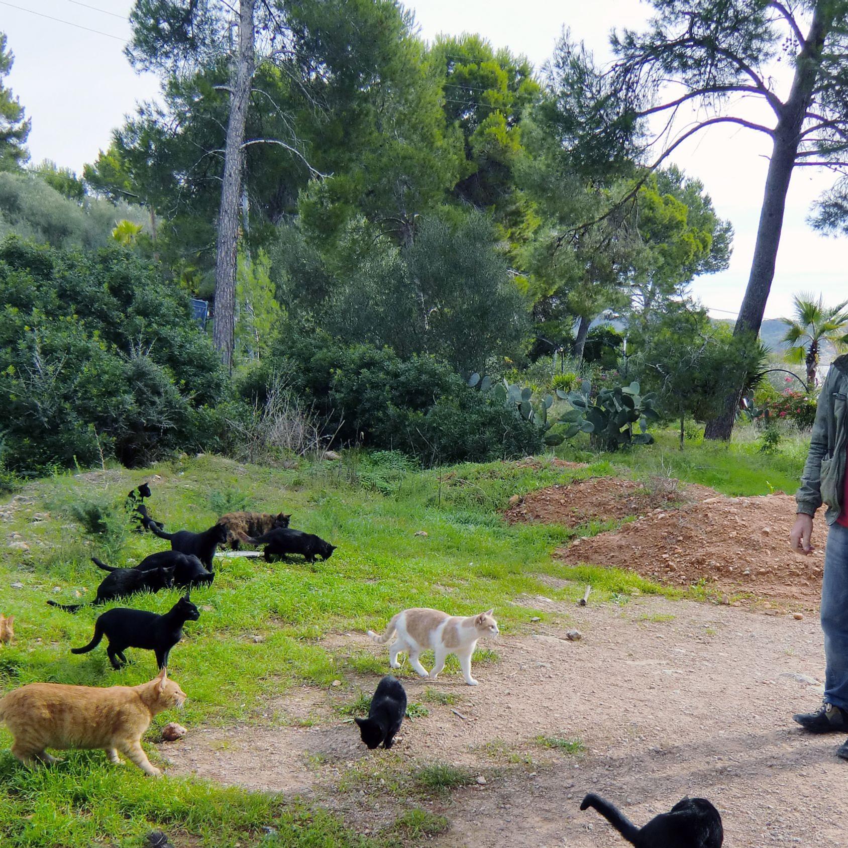 Tierschützer auf Mallorca - SOS Animal 1.jpg Tierschützer auf Mallorca - SOS Animal 1.jpg