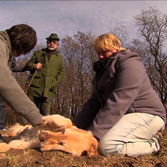 Vorschau 2 - Jger hat Hund angeschossen Vorschau 2 - Jger hat Hund angeschossen
