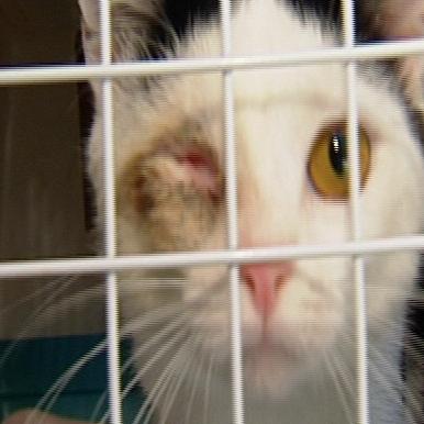 schweda kater mowgli schweda kater mowgli