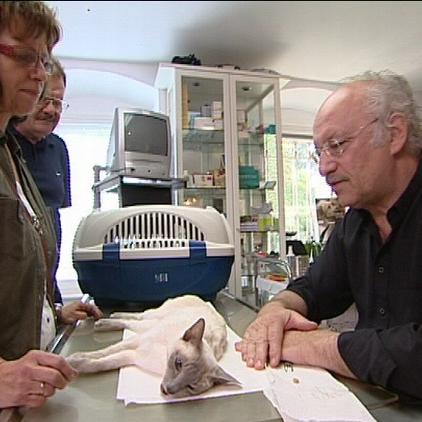 Sprechstunde Dr. Wolf und Katze Sprechstunde Dr. Wolf und Katze