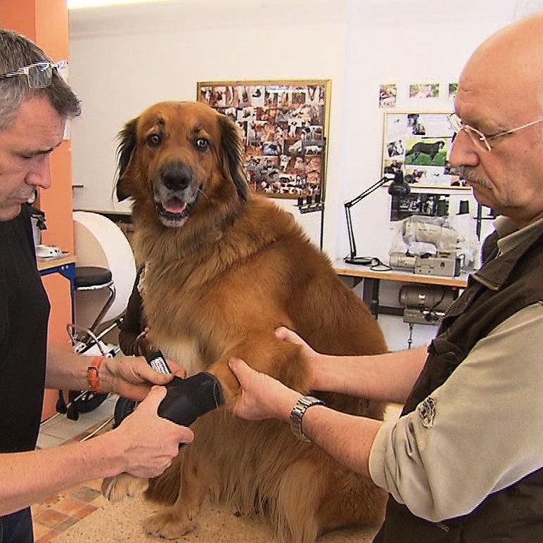 Sprechstunde2 - Dr. Wolf beim Tierorthopdie