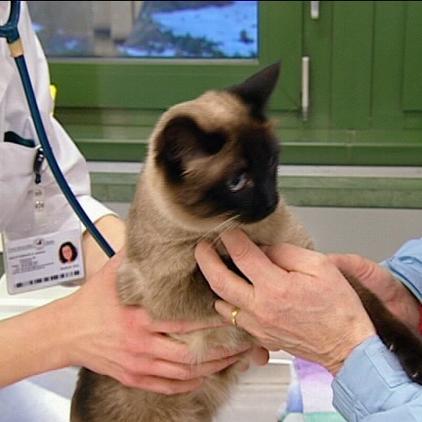 tkberlin katze luise flüssigkeit tkberlin katze luise flüssigkeit