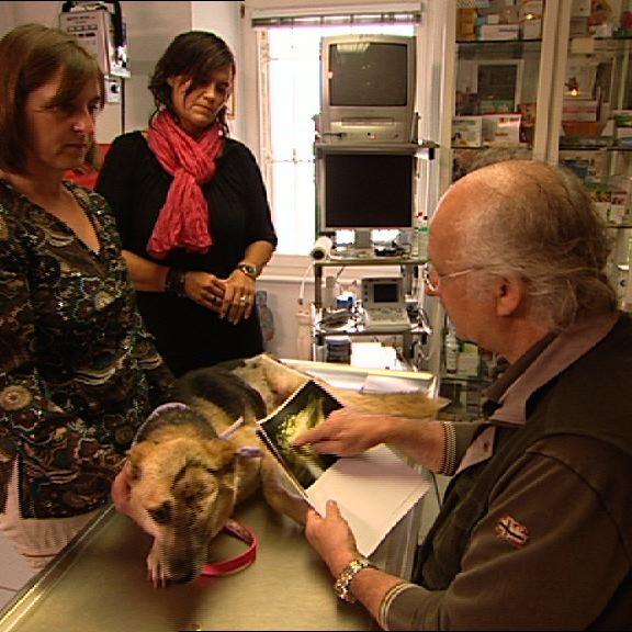 Sprechstunde - Bild 1 - Misshandelter Hund Sprechstunde - Bild 1 - Misshandelter Hund
