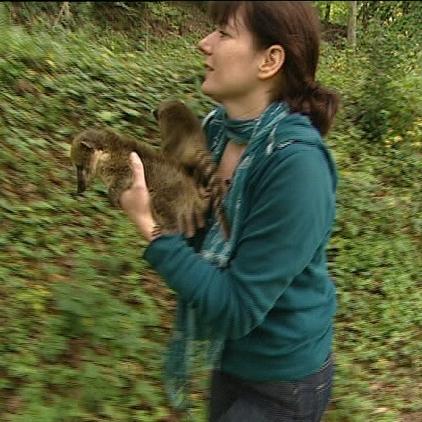 nasenbaerbabys mit gabi nasenbaerbabys mit gabi