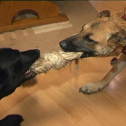 hundeprofi hunde kämpfen hundeprofi hunde kämpfen