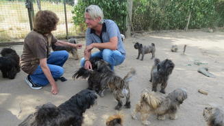 Hundehaltung außer Kontrolle