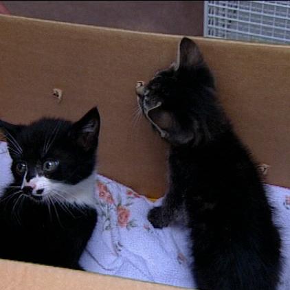 ort3 thkoblenz katzen ort3 thkoblenz katzen