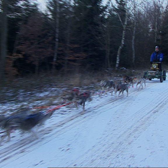 Tiergeschichten 3 - Bild 2 - Volker Ebertshuser und Husky-Gespann Tiergeschichten 3 - Bild 2 - Volker Ebertshuser und Husky-Gespann